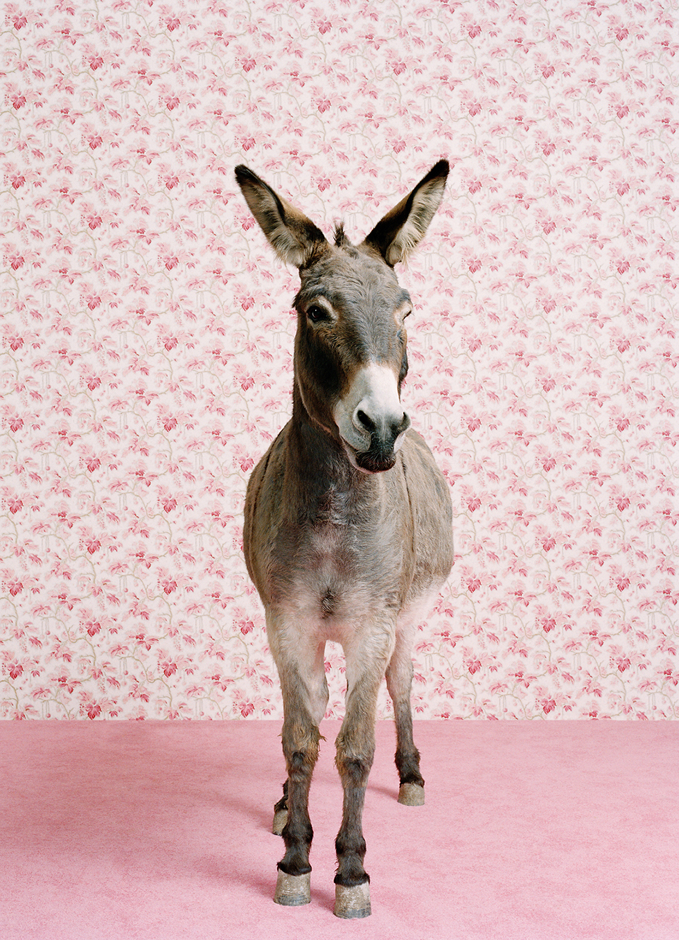 Donkey 2 © Catherine Ledner, www.lumas.com