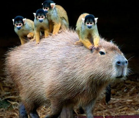 tres-click-capybara-affen-ruecken-totenkopfaeffchen
