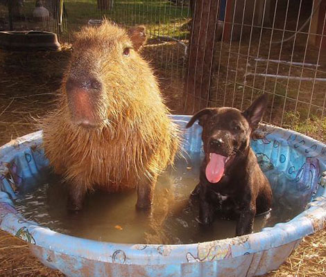 tres-click-capybara-hund-pool-bild