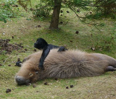 tres-click-capybara-schwarzer-affe-kuscheln
