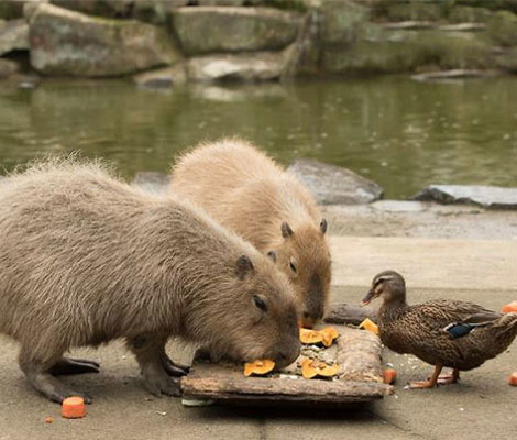 tres-click-ente-capybaras-essen-fressen