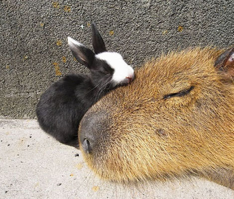 tres-click-hase-haeschen-schlafen-capybara