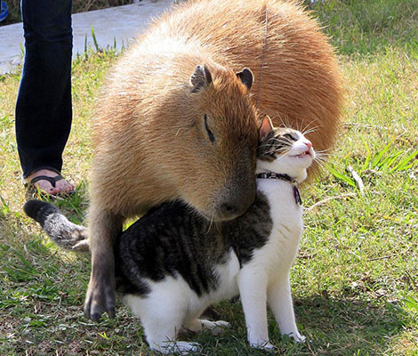 tres-click-katze2-capybara-kuscheln