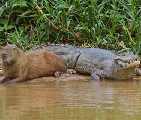 tres-click-krokodil-capybaras-wasser-freunde