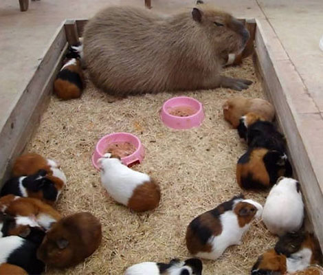 tres-click-meerschweinchen-capybara-lieb