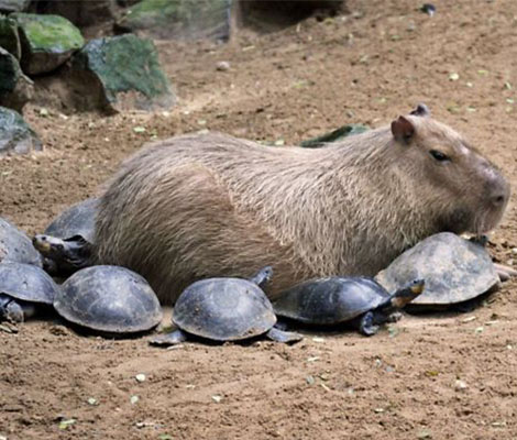 tres-click-schildkroete-capybaras