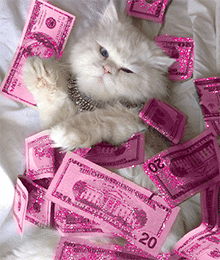cat-money