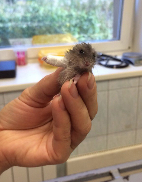 Dieser Hamster mit Mini-Gips ist einfach zu süß