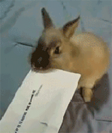 Ein Hase knabbert einen an einem Brief.