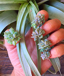 tres-click-succulent-nails-trend-pflanze