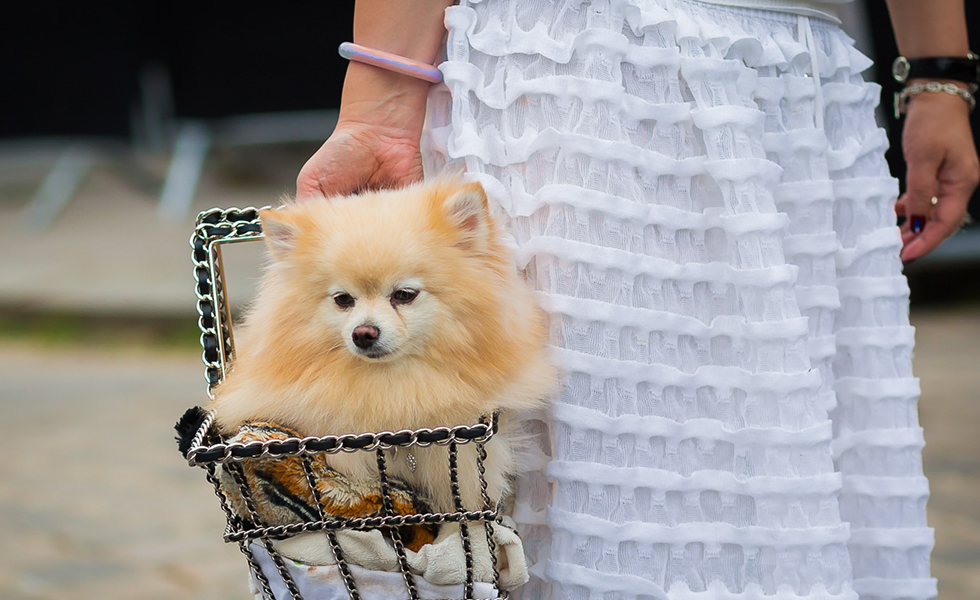Little dog in Chanel shopping cart before Chanel couture show