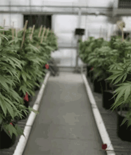 tres-click-cannabis-plantage-pflanze-treibhaus