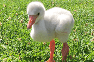tres-click-baby-flamingo-1
