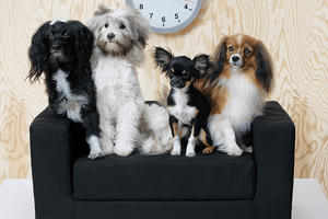 Haustier-Lover aufgepasst: Bei IKEA gibt es jetzt auch Möbel für unsere geliebten Vierbeiner