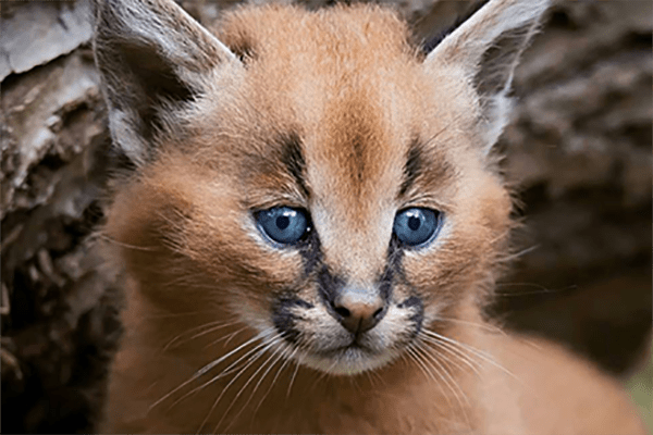 Ist das die süßeste Katzenrasse der Welt?