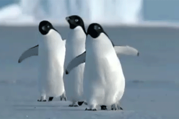 Der Trailer zu Disneynature‘s „Penguins“ ist das Beste, was ihr heute sehen werdet!!