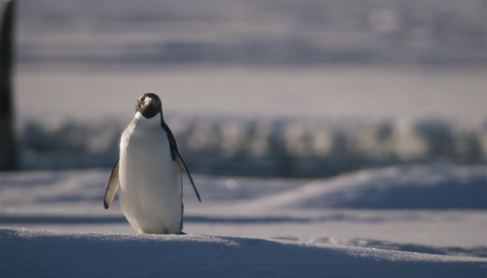 Der Trailer zu „Disneynature‘s Penguins“ ist das Beste, was ihr heute sehen werdet!!