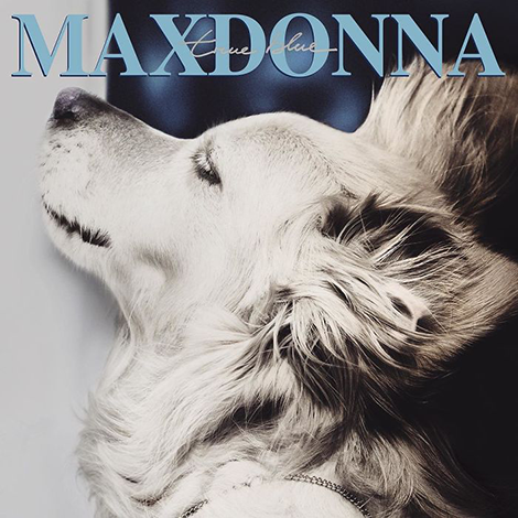 madonna-hund-maxdonna-1