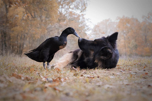 Wenn Hund und Ente Freundschaft schließen… ist das definitiv das Süßeste, was du heute sehen wirst
