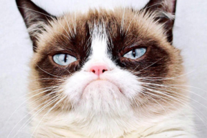 Grumpy Cat ist tot – und die Welt verliert seinen wohl größten Miesepeter ever