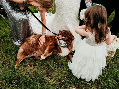 Blumen? Diese Braut schreitet lieber mit Hunden vor den Traualtar – und das ist nicht mal das Beste