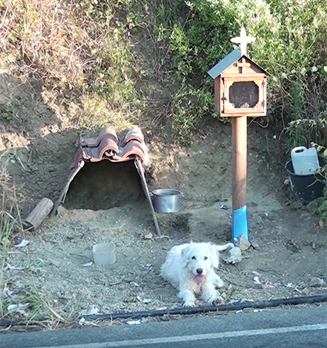 Hund in Griechenland wartet auf verstorbenen Besitzer