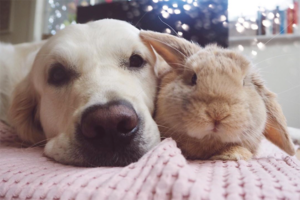 bunny-and-puppy