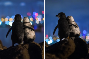 pinguine-liebesgeschichte