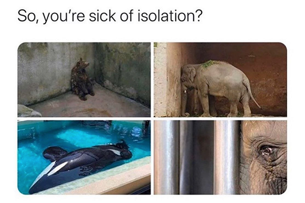 zoo-isolation-gefangenschaft