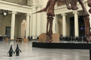 pinguine-museum